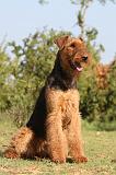 AIREDALE TERRIER 198
